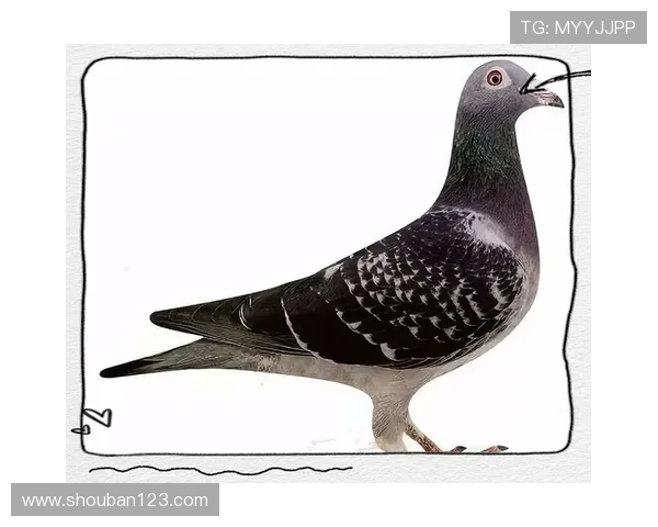 萨克拉门托国王队崛起之路全面解析球队如何重塑辉煌再度冲击总冠军